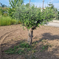 Alberi d'ulivo