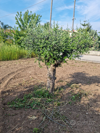 Alberi d'ulivo