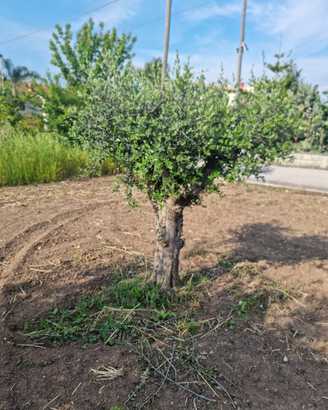 Alberi d'ulivo