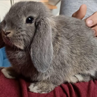 Coniglio nano ariete Femmine