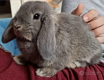 Coniglio nano ariete Femmine