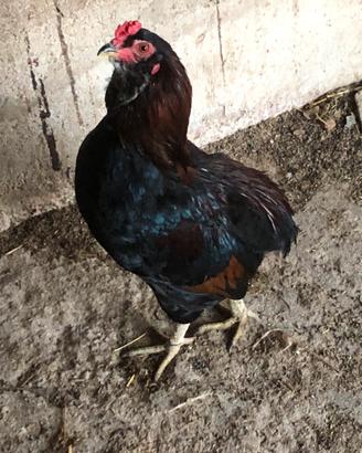 Gallo araucana