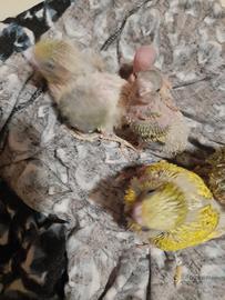 Pappagalli cocorita pulli