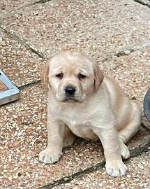 Labrador retriever