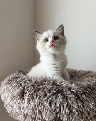 Cucciolo Ragdoll pedigree