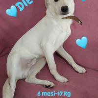 Cucciolo 6 mesi taglia media 17 kg - adozione