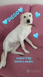 Cucciolo 6 mesi taglia media 17 kg - adozione