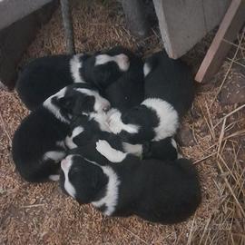 Cani border collie
