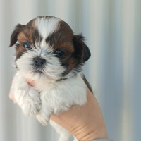 Cuccioli di Shih Tzu