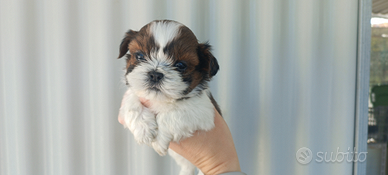 Cuccioli di Shih Tzu
