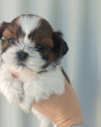 Cuccioli di Shih Tzu