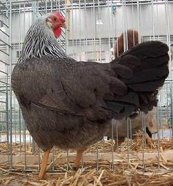 Galline Livornesi Collo Argento