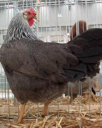 Galline Livornesi Collo Argento