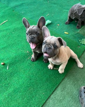 Cuccioli di bulldog francese e chihuahua