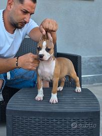 Pitbull ukc femmina