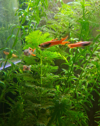 Pesci Guppy endler