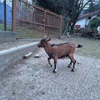 Gemelle femmine tibetane