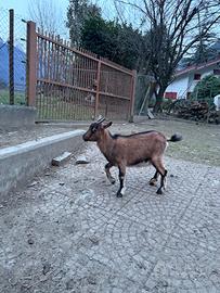 Gemelle femmine tibetane