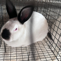 Conigli Californiani