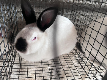 Conigli Californiani