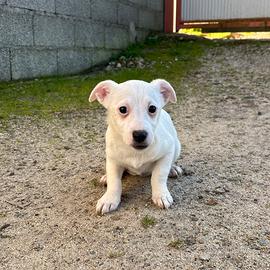 Cucciola Jack Russel