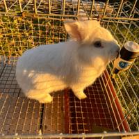 Conigli da compagnia