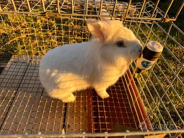 Conigli da compagnia