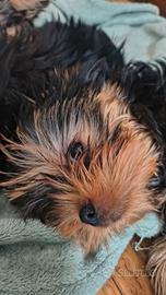 Yorkshire terrier