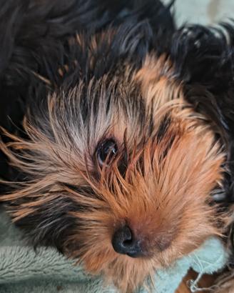 Yorkshire terrier