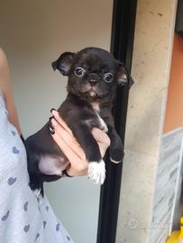 Chihuahua cuccioli