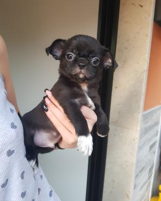 Chihuahua cuccioli