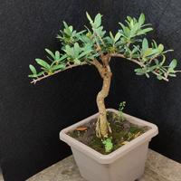 bonsai ulivo 15