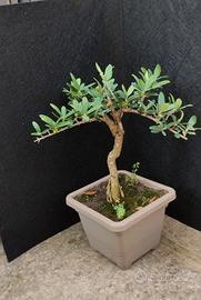 bonsai ulivo 15