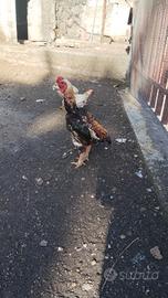 Galline ko Shamo