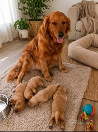 Animali golden retriver