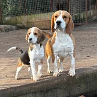 Beagle/cuccioli di beagle