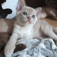 Cucciolo Burmese Europeo color Lilla