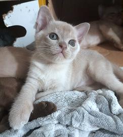 Cucciolo Burmese Europeo color Lilla