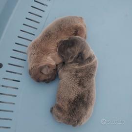 Cuccioli bulldog francesi