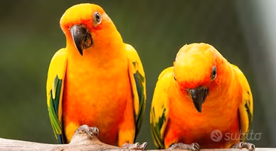 Coppia conuri del sole