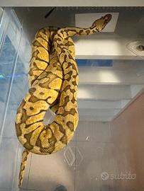 Pitone reale pastel woma