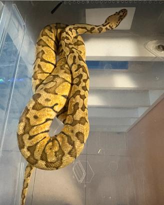 Pitone reale pastel woma