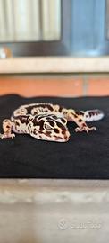Geco Leopardino