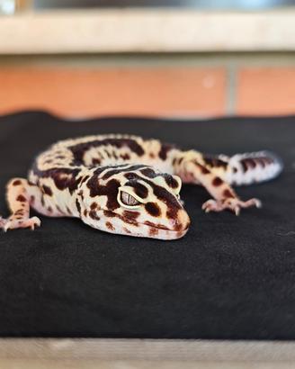 Geco Leopardino