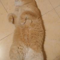 British red golden 1 anno pedigree