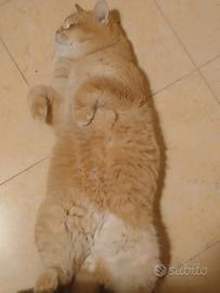 British red golden 1 anno pedigree