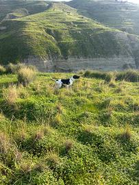 Pointer maschio 2 anni