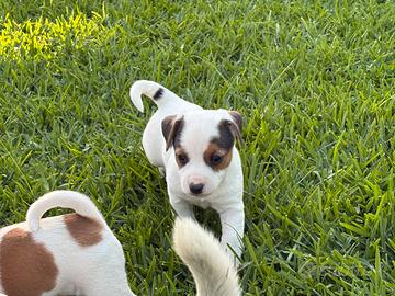 Cuccioli di jack Russell