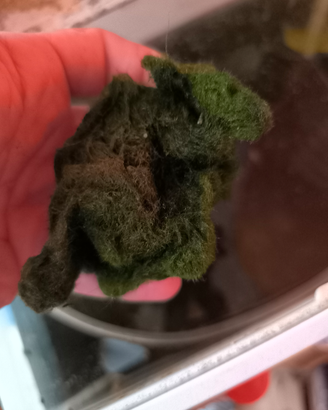 Marimo
