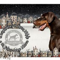 Cuccioli Dobermann da allevamento certificato Enci